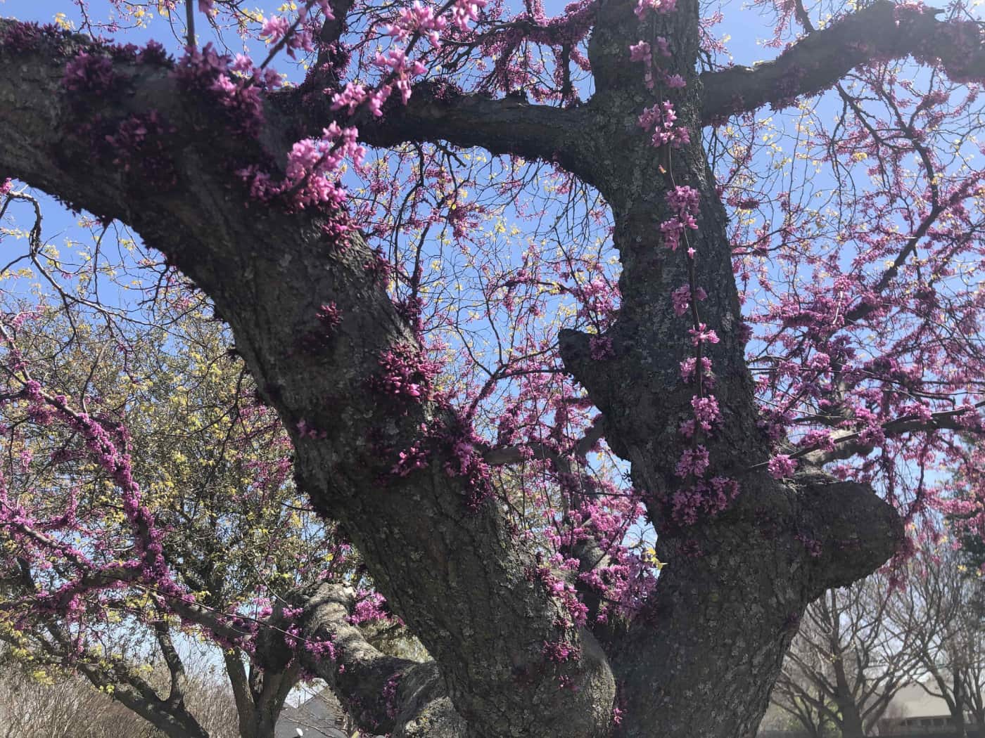 Purple Tree